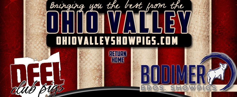 Ohio Valley Showpigs