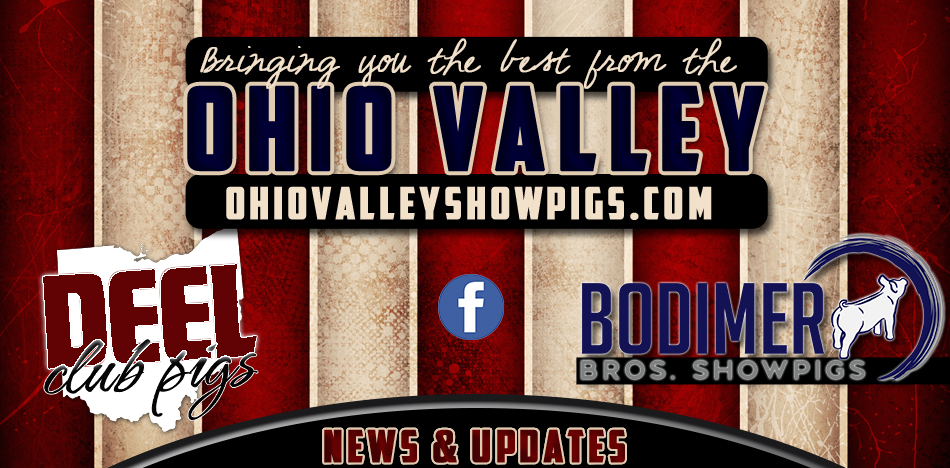 Ohio Valley Showpigs