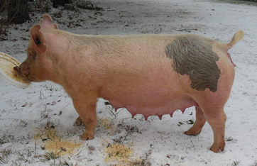 Ohio Valley Showpigs :: Sows