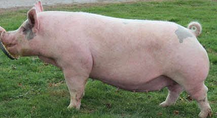 Ohio Valley Sows - Deel