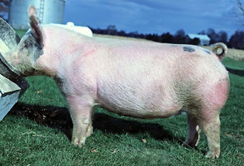Ohio Valley Sows - Deel